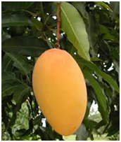 Mango. Mangifera indica