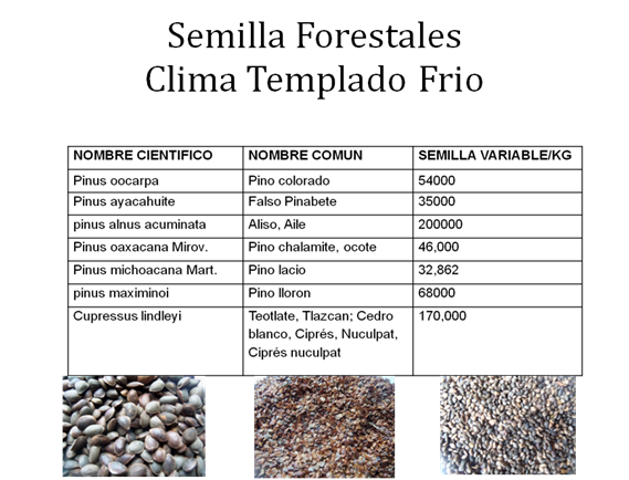 SEMILLAS FORESTALES CLIMA TEMPLADO