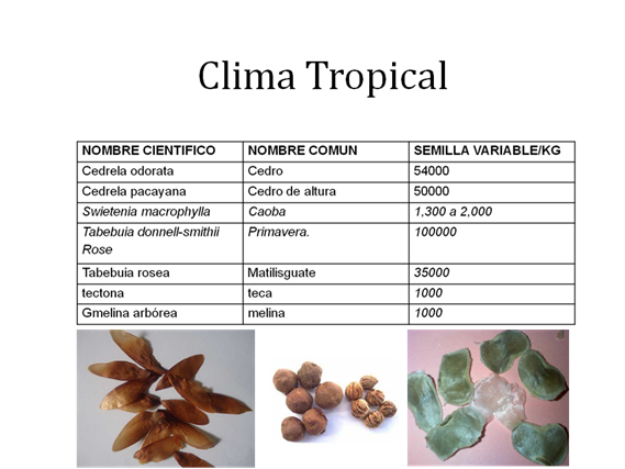 SEMILLAS FORESTALES CLIMA TROPICAL