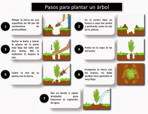 plantar-un-arbol-pasos